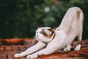 Cat doing yoga pose